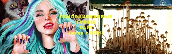 ГАЛЛЮЦИНОГЕННЫЕ ГРИБЫ Аркадак